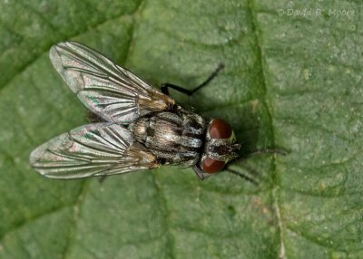 Flesh Fly