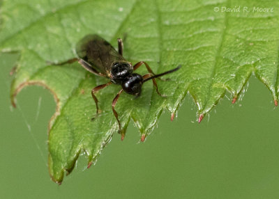 Wasp sp.