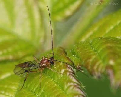 Ichneumon wasp sp.