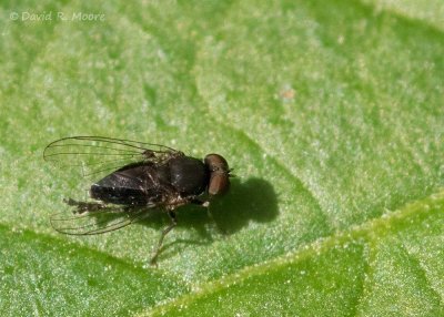 (Biting) Fly sp..