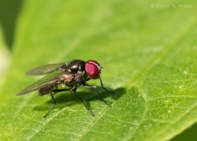 Fly sp.