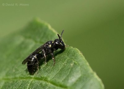 Bee sp.