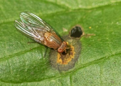 Fly sp.