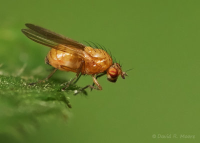 Insects/Invertebrates