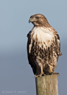 Red-tailed Hawk