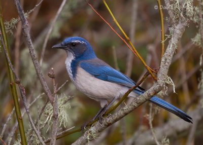 California Scrub-Jay