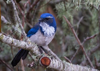 California Scrub-Jay