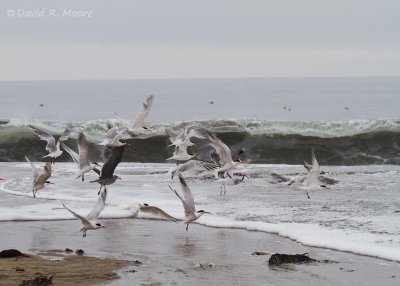 Elegant Terns