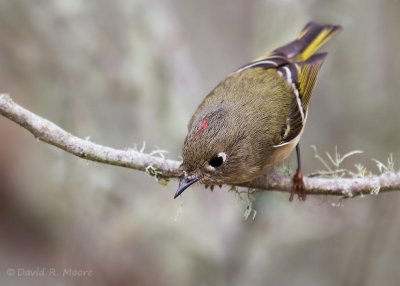 Ruby-crowned Kinglet