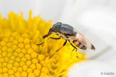 Insects & Flowers