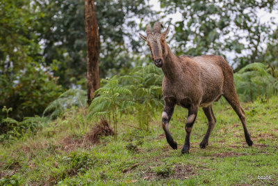 Nilgiri Tahr