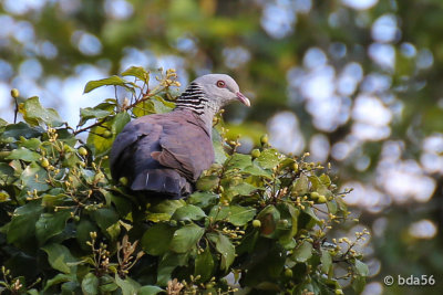 Birds of Munnar