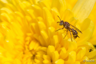 Insects & Flowers