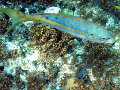 Yellowtail Snapper