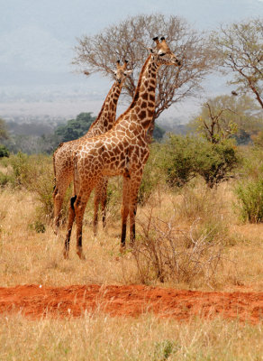 giraffes in the savanna