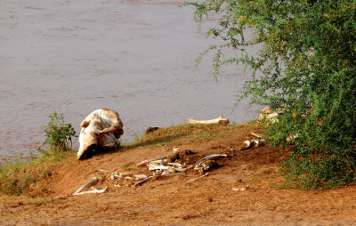 bones of elephant
