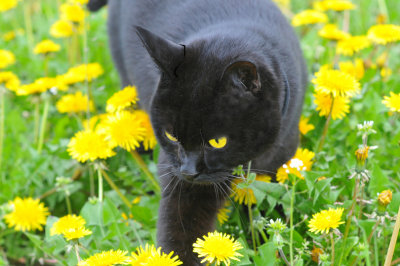 TITO MY CAT