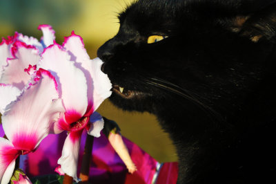TITO MY CAT