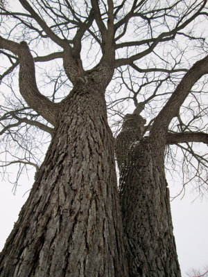 Under the Walnut Tree.jpg