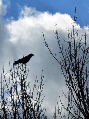    The Raven