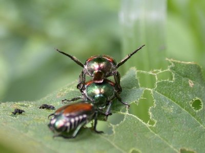 Japanese beetle love