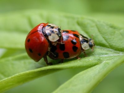 Ladybug lovers