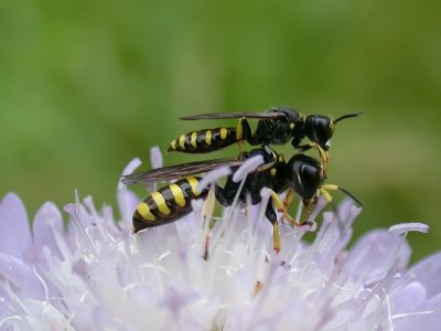 Mating wasps
