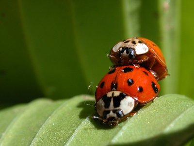 No way to treat a ladybug