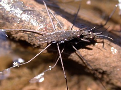 Pond skater love 2