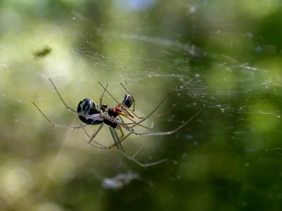 Spider sex