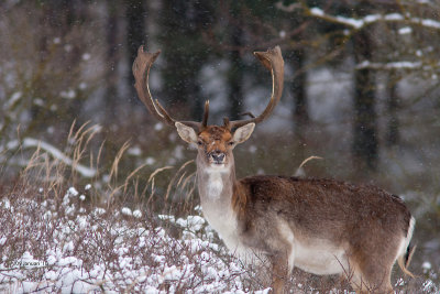 Zoogdieren