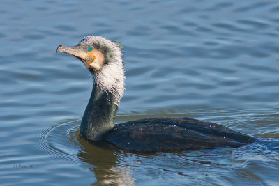 Aalscholver