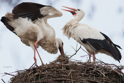 Ooievaar paar op nest