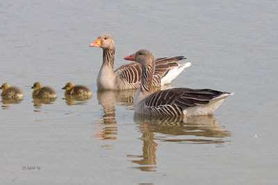 familie Grauwe Gans