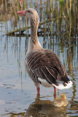 Grauwe Gans-1