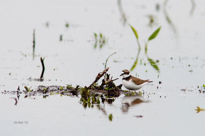 Kleine Plevier-2