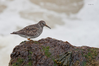 Paarse Strandloper-1