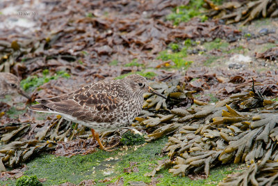 Paarse Strandloper-2