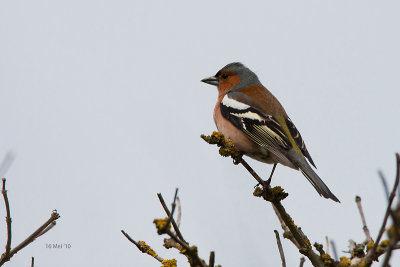 Vink