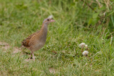 Vogels