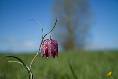 Kievitsbloem-1