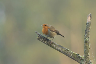 Roodborst