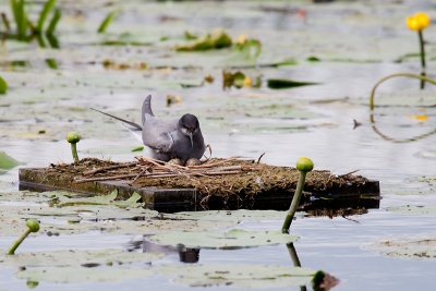 Zwarte Stern op nest