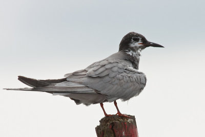 Zwarte Stern-2