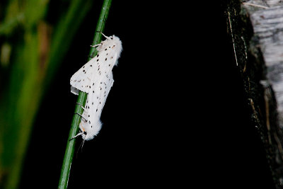 Witte Tijger