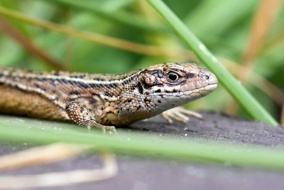Zandhagedis vrouw-2