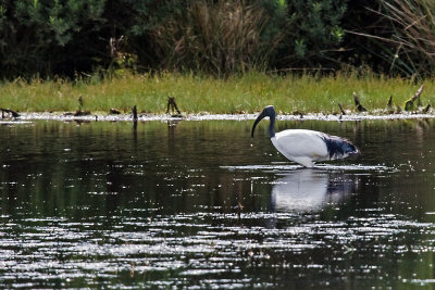 Heilige Ibis-2