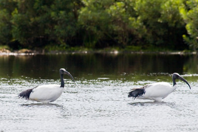 Heilige Ibis paar-2