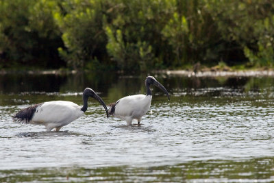 Heilige Ibis paar-1