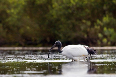 Ibis, Heilige